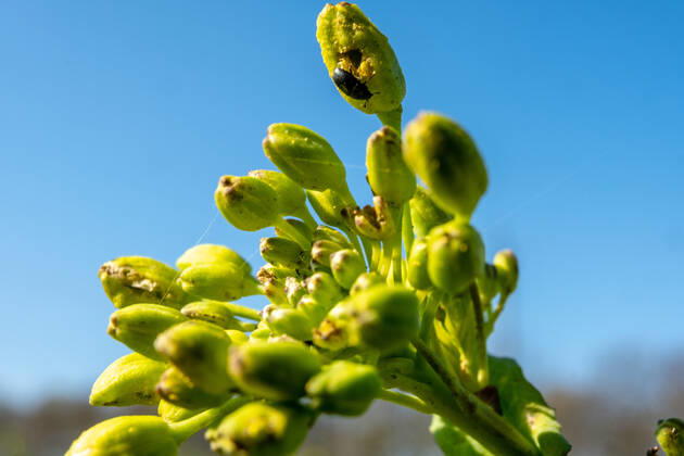 Rapsglanzkäfer Schädlinge im Rapsfeld Rapsglanzkäfer fressen sich in die Knospen hinein, um an ihre Nahrungzu gelangen. Hierdurch werden Knospen und Blüten zerstört. Münster Deutschland Copyright: xx