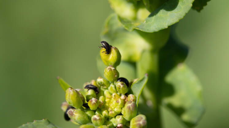 Rapsglanzkäfer Schädlinge im Rapsfeld Rapsglanzkäfer fressen sich in die Knospen hinein, um an ihre Nahrungzu gelangen. Hierdurch werden Knospen und Blüten zerstört. Münster Deutschland Copyright: xx