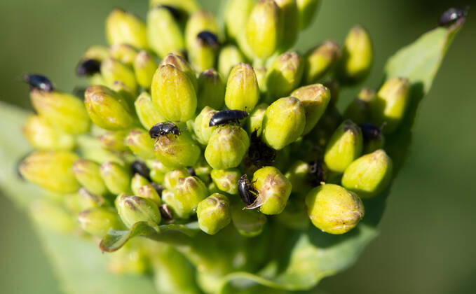 Rapsglanzkäfer Schädlinge im Rapsfeld Rapsglanzkäfer fressen sich in die Knospen hinein, um an ihre Nahrungzu gelangen. Hierdurch werden Knospen und Blüten zerstört. Münster Deutschland Copyright: xx