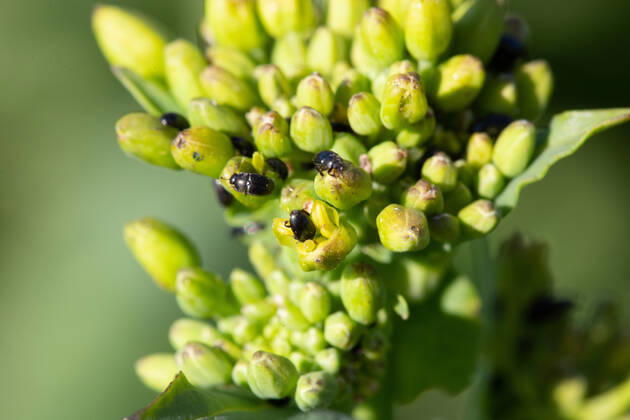 Rapsglanzkäfer Schädlinge im Rapsfeld Rapsglanzkäfer fressen sich in die Knospen hinein, um an ihre Nahrungzu gelangen. Hierdurch werden Knospen und Blüten zerstört. Münster Deutschland Copyright: xx