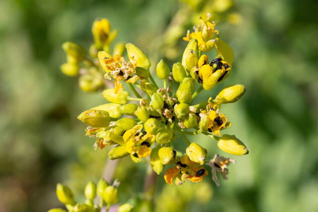 Rapsglanzkäfer Schädlinge im Rapsfeld Rapsglanzkäfer fressen sich in die Knospen hinein, um an ihre Nahrungzu gelangen. Hierdurch werden Knospen und Blüten zerstört. Münster Deutschland Copyright: xx