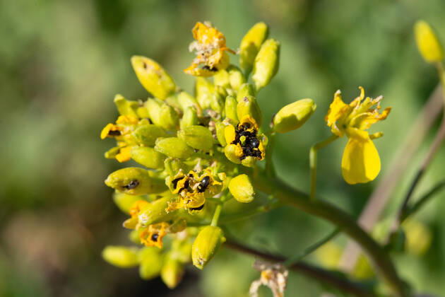 Rapsglanzkäfer Schädlinge im Rapsfeld Rapsglanzkäfer fressen sich in die Knospen hinein, um an ihre Nahrungzu gelangen. Hierdurch werden Knospen und Blüten zerstört. Münster Deutschland Copyright: xx