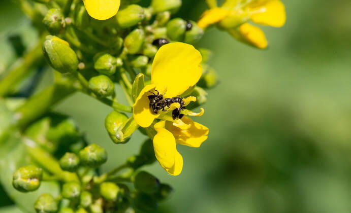 Rapsglanzkäfer Schädlinge im Rapsfeld Rapsglanzkäfer fressen sich in die Knospen hinein, um an ihre Nahrungzu gelangen. Hierdurch werden Knospen und Blüten zerstört. Münster Deutschland Copyright: xx