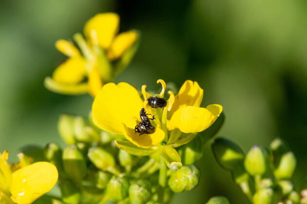 Rapsglanzkäfer Schädlinge im Rapsfeld Rapsglanzkäfer fressen sich in die Knospen hinein, um an ihre Nahrungzu gelangen. Hierdurch werden Knospen und Blüten zerstört. Münster Deutschland Copyright: xx