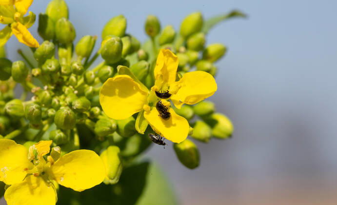 Rapsglanzkäfer Schädlinge im Rapsfeld Rapsglanzkäfer fressen sich in die Knospen hinein, um an ihre Nahrungzu gelangen. Hierdurch werden Knospen und Blüten zerstört. Münster Deutschland Copyright: xx