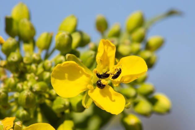 Rapsglanzkäfer Schädlinge im Rapsfeld Rapsglanzkäfer fressen sich in die Knospen hinein, um an ihre Nahrungzu gelangen. Hierdurch werden Knospen und Blüten zerstört. Münster Deutschland Copyright: xx