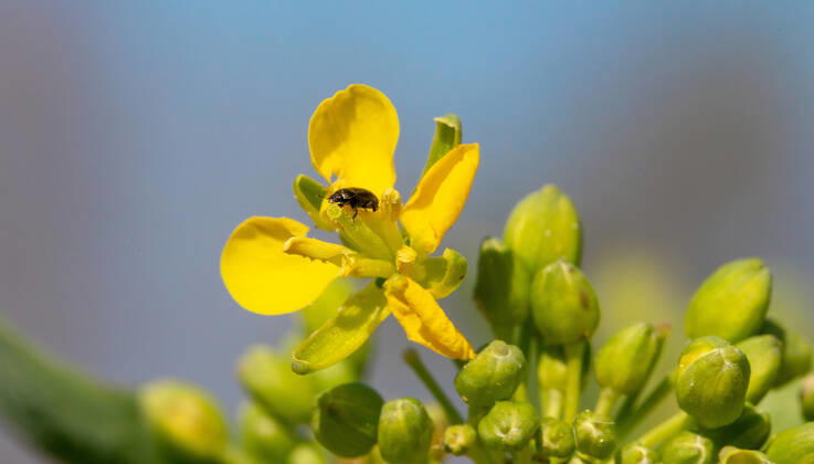 Rapsglanzkäfer Schädlinge im Rapsfeld Rapsglanzkäfer fressen sich in die Knospen hinein, um an ihre Nahrungzu gelangen. Hierdurch werden Knospen und Blüten zerstört. Münster Deutschland Copyright: xx