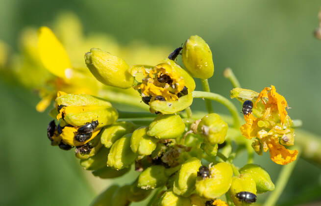 Rapsglanzkäfer Schädlinge im Rapsfeld Rapsglanzkäfer fressen sich in die Knospen hinein, um an ihre Nahrungzu gelangen. Hierdurch werden Knospen und Blüten zerstört. Münster Deutschland Copyright: xx