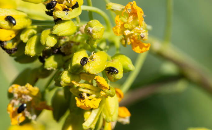 Rapsglanzkäfer Schädlinge im Rapsfeld Rapsglanzkäfer fressen sich in die Knospen hinein, um an ihre Nahrungzu gelangen. Hierdurch werden Knospen und Blüten zerstört. Münster Deutschland Copyright: xx