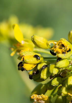 Rapsglanzkäfer Schädlinge im Rapsfeld Rapsglanzkäfer fressen sich in die Knospen hinein, um an ihre Nahrungzu gelangen. Hierdurch werden Knospen und Blüten zerstört. Münster Deutschland Copyright: xx