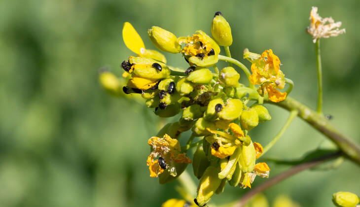Rapsglanzkäfer Schädlinge im Rapsfeld Rapsglanzkäfer fressen sich in die Knospen hinein, um an ihre Nahrungzu gelangen. Hierdurch werden Knospen und Blüten zerstört. Münster Deutschland Copyright: xx