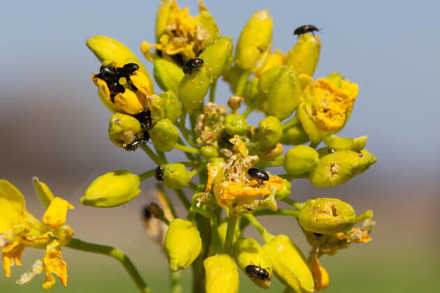 Rapsglanzkäfer Schädlinge im Rapsfeld Rapsglanzkäfer fressen sich in die Knospen hinein, um an ihre Nahrungzu gelangen. Hierdurch werden Knospen und Blüten zerstört. Münster Deutschland Copyright: xx