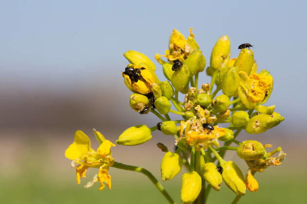 Rapsglanzkäfer Schädlinge im Rapsfeld Rapsglanzkäfer fressen sich in die Knospen hinein, um an ihre Nahrungzu gelangen. Hierdurch werden Knospen und Blüten zerstört. Münster Deutschland Copyright: xx