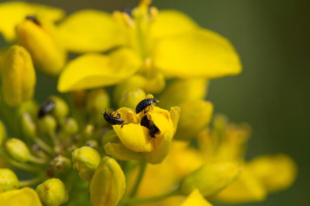 Rapsglanzkäfer Schädlinge im Rapsfeld Rapsglanzkäfer fressen sich in die Knospen hinein, um an ihre Nahrungzu gelangen. Hierdurch werden Knospen und Blüten zerstört. Münster Deutschland Copyright: xx