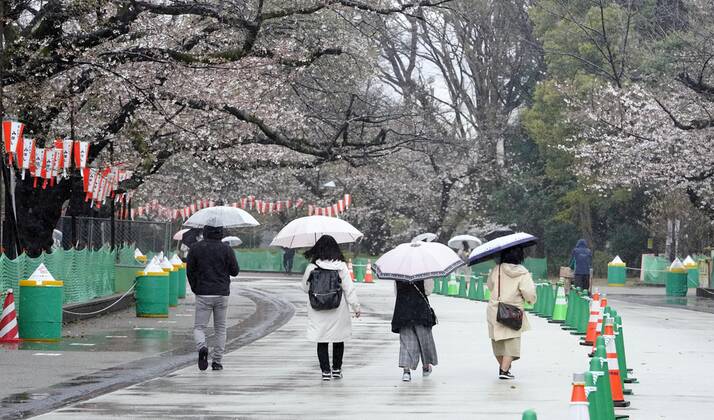 Virus emergency lifting People walk in the rain while viewing cherry blossoms at Ueno Park in Tokyo on March 21, 2021, ahead of the scheduled lifting of the coronavirus state of emergency at the end of the day. 
