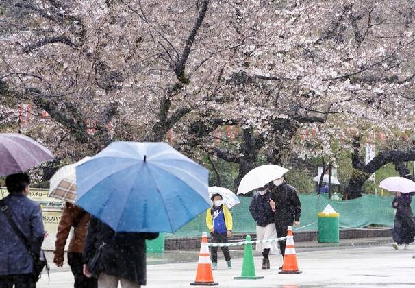 Virus emergency lifting People walk in the rain while viewing cherry blossoms at Ueno Park in Tokyo on March 21, 2021, ahead of the scheduled lifting of the coronavirus state of emergency at the end of the day. 