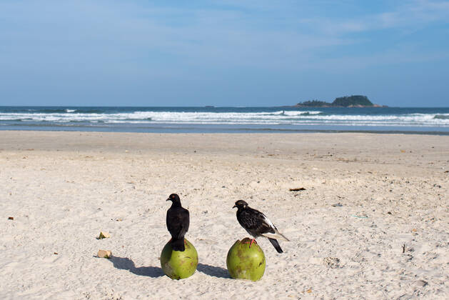 News Bilder des Tages Coronavirus in Brasilien, Geschlossener Strand von Guaruja bei Sao Paulo SÃO PAULO, SP - 21.03.2021: PRAIAS INTERDITADAS NO GUARUJÁ - The beaches of Guarujá, on the coast of São Paulo, were closed on Sunday (21) after the State Government entered the emergency phase, the most restrictive. x2045055x  VincentxBosson
