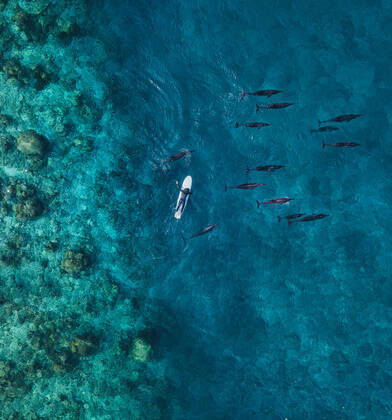 Aerial view of man on surfboard near pod of dolphins in blue sea model released Symbolfoto KNTF06178