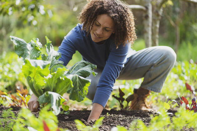Smiling woman picking organic cauliflower in permaculture garden model released Symbolfoto property released SBOF03113