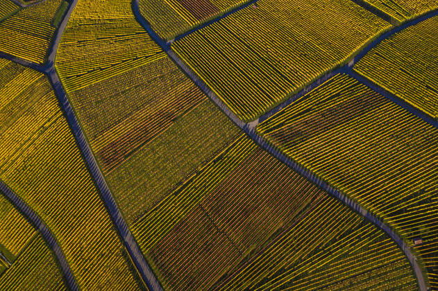 Germany, Baden Wurttemberg, Stuttgart, Aerial view of vineyards in autumn WDF06550