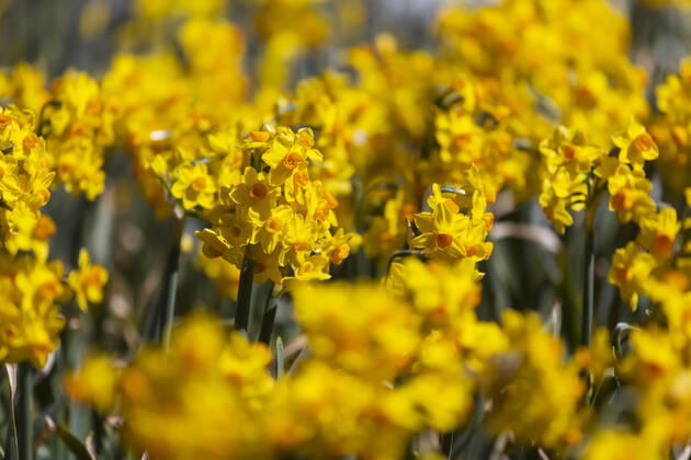Narzissen (Narcissus). Osterglocken in voller Blüte. 05.04.2021: DEU, Deutschland, Baden-Württemberg, Stuttgart.