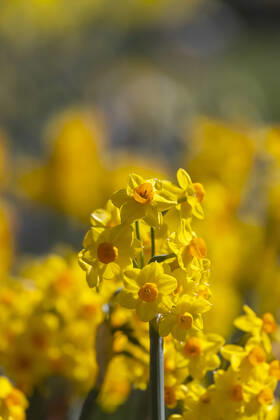 Narzissen (Narcissus). Osterglocken in voller Blüte. 05.04.2021: DEU, Deutschland, Baden-Württemberg, Stuttgart.