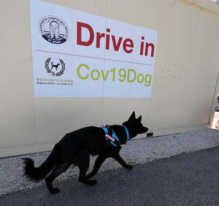 (210406) -- ROME, April 6, 2021 -- German Shepherd Harlock is trained to detect coronavirus in Rome, Italy, on April 6, 2021. In the Campus Bio-Medico University Hospital, a project has been launched to train dogs to detect the presence of coronavirus in human sweat. (Photo by Xinhua) ITALY-ROME-COVID-19-DOG-TRAINING AlbertoxLingria
