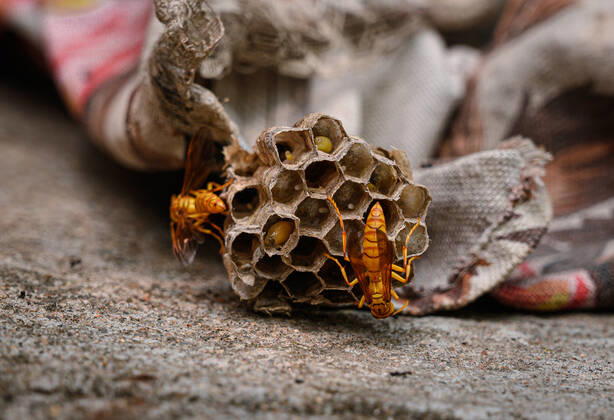 India: Yellow Paper-Wasp Polistes olivaceus is a species of paper wasp native to India and East Asia, also known as Yellow Paper-Wasp . Paper wasps are vespid wasps that gather fibers from dead wood and plant stems, which they mix with saliva and use to construct nests made of gray or brown papery material. These wasps can be very aggressive, generally only attack if they themselves or their nest are threatened, and can produce a potentially fatal anaphylactic reaction in some individuals. A Yellow Paper-Wasp bite with string in the human hand (the Little Red spot) and her hand is swollen for that reason. This photo was taken at Tehatta, West Bengal; India on 10 05 2021. Tehatta West Bengal India Copyright: SoumyabrataxRoy