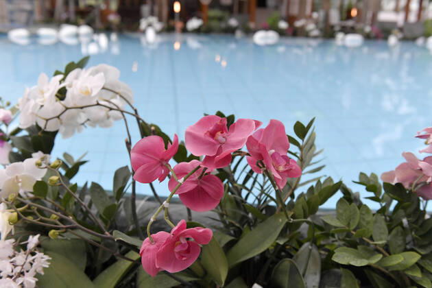 18.05.2021, Bad Wörishofen, 300 Tage im Corona-Lockdown, die Therme in Bad Wörishofen nutzt die Zeit ohne Gäste um umfangreiche Renovierungen und Neubauten zu realisieren. Geschäftsführer Jörg Wund hofft auf bald sinkende Infektionszahlen um Aussicht auf Wiedereröffnung zu haben. Die Therme musste bisher einen Umsatzrückgang von 12 Millionen Euro verkraften. Hier der Saunabereich mit den Palmen und Orchideen am Beckenrand 18.05.2021, Bad Wörishofen Therme 300 Tage im Lockdown 18.05.2021, Bad Wörishofen Therme 300 Tage im Lockdown