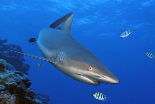Grauer Riffhai (Carcharhinus amblyrhynchos), Yap (Carcharhinus menissorah), Langschnäuziger Schwarzschwanzhai, freistellbar, Mikronesien, Ozeanien Copyright: imageBROKER/F.xSchneider iblscf05166377