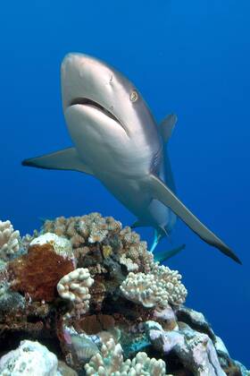 Grauer Riffhai (Carcharhinus amblyrhynchos), Yap (Carcharhinus menissorah), Langschnäuziger Schwarzschwanzhai, Mikronesien, Ozeanien Copyright: imageBROKER/F.xSchneider iblscf05166380