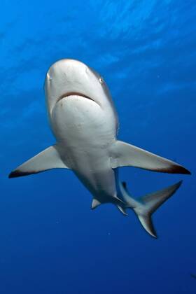 Grauer Riffhai (Carcharhinus amblyrhynchos), Yap (Carcharhinus menissorah), Langschnäuziger Schwarzschwanzhai, freistellbar, Mikronesien, Ozeanien Copyright: imageBROKER/F.xSchneider iblscf05166417