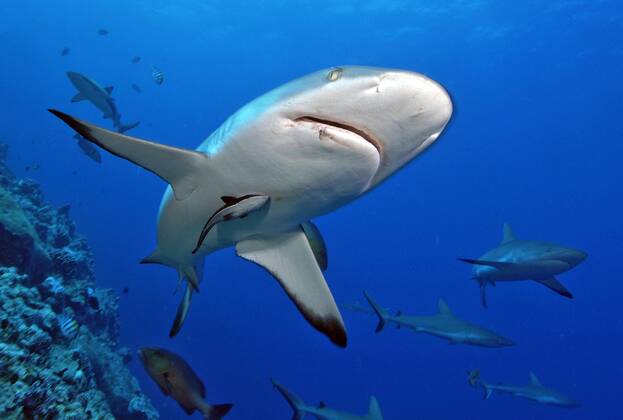 Grauer Riffhai (Carcharhinus amblyrhynchos), Yap (Carcharhinus menissorah), Langschnäuziger Schwarzschwanzhai, Mikronesien, Ozeanien Copyright: imageBROKER/F.xSchneider iblscf05166425
