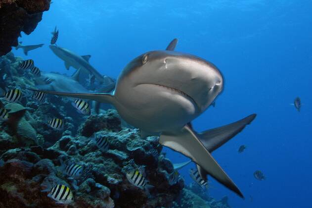 Grauer Riffhai (Carcharhinus amblyrhynchos), Yap (Carcharhinus menissorah), Langschnäuziger Schwarzschwanzhai, Mikronesien, Ozeanien Copyright: imageBROKER/F.xSchneider iblscf05166468