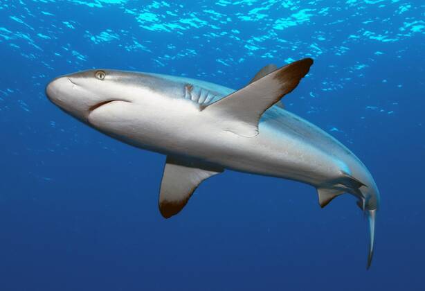 Grauer Riffhai (Carcharhinus amblyrhynchos), Yap (Carcharhinus menissorah), Langschnäuziger Schwarzschwanzhai, freistellbar, Mikronesien, Ozeanien Copyright: imageBROKER/F.xSchneider iblscf05166375
