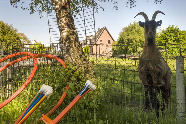 Glasfaserausbau auf dem Land Glasfaser Glasfaserausbau auf dem Land ländliche Region ländliches Gebiet Telekom Breitband Breitbandausbau Breitband-Ausbau Glasfasernetz Glasfaser-Netz FTTH-Netz Internet Glasfaserverkabelung Glasfaser-Ausbau FTTH Anschluss Digitalisierung Telekommunikation Internet Infrastruktur Deutsche Glasfaser Ziege 20210531ad326 Wadersloh Nordrhein-Westfalen NRW Deutschland Germany Copyright: xAchimxDuwentästerx