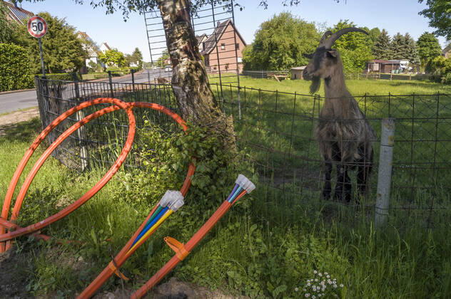 Glasfaserausbau auf dem Land Glasfaser Glasfaserausbau auf dem Land ländliche Region ländliches Gebiet Telekom Breitband Breitbandausbau Breitband-Ausbau Glasfasernetz Glasfaser-Netz FTTH-Netz Internet Glasfaserverkabelung Glasfaser-Ausbau FTTH Anschluss Digitalisierung Telekommunikation Internet Infrastruktur Deutsche Glasfaser Ziege 20210531ad332 Wadersloh Nordrhein-Westfalen NRW Deutschland Germany Copyright: xAchimxDuwentästerx