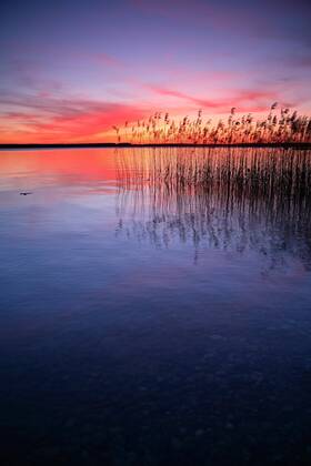 See mit Schilf bei Sonnenuntergang, Plauer See, Mecklenburg-Vorpommern, Deutschland, Europa Copyright: imageBROKER/AVTG ibxkcv04889028