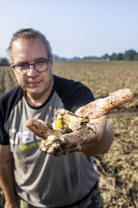 Flutkatastrophe, Niederlande, Zerstörte Ernte in Lottum bei Limburg LOTTUM - A farmer shows his failed crop of potatoes on a flooded field in Limburg. The potatoes are already rotting in the ground. Due to the floods and heavy rainfall, several crops have drowned. ANP VINCENT JANNINK Copyright: xHollandsexHoogtex xxANPx x434201853x