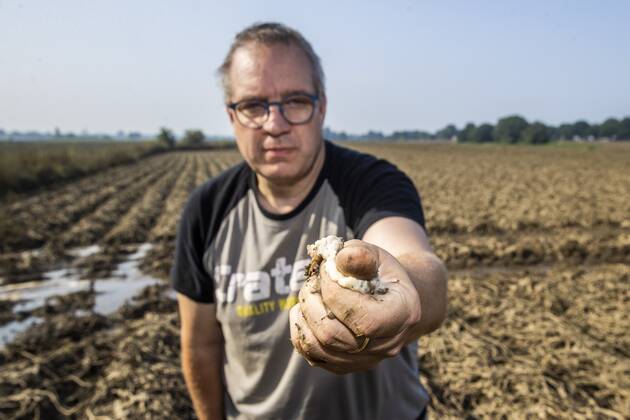Flutkatastrophe, Niederlande, Zerstörte Ernte in Lottum bei Limburg LOTTUM - A farmer shows his failed crop of potatoes on a flooded field in Limburg. The potatoes are already rotting in the ground. Due to the floods and heavy rainfall, several crops have drowned. ANP VINCENT JANNINK Copyright: xHollandsexHoogtex xxANPx x434201878x