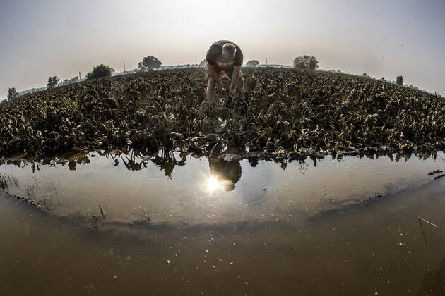 Flutkatastrophe, Niederlande, Zerstörte Ernte in Lottum bei Limburg LOTTUM - A farmer looks at his failed sugar beet harvest on a flooded field in Limburg. Due to the floods and heavy rainfall, several crops have drowned. ANP VINCENT JANNINK Copyright: xHollandsexHoogtex xxANPx x434202231x