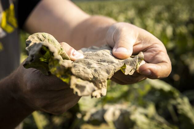 Flutkatastrophe, Niederlande, Zerstörte Ernte in Lottum bei Limburg LOTTUM - A farmer looks at the sediment-covered leaves of his failed sugar beet harvest on a flooded field in Limburg. Due to the floods and heavy rainfall, several crops have drowned. ANP VINCENT JANNINK Copyright: xHollandsexHoogtex xxANPx x434202519x
