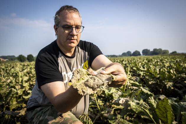 Flutkatastrophe, Niederlande, Zerstörte Ernte in Lottum bei Limburg LOTTUM - A farmer looks at the sediment-covered leaves of his failed sugar beet harvest on a flooded field in Limburg. Due to the floods and heavy rainfall, several crops have drowned. ANP VINCENT JANNINK Copyright: xHollandsexHoogtex xxANPx x434202526x
