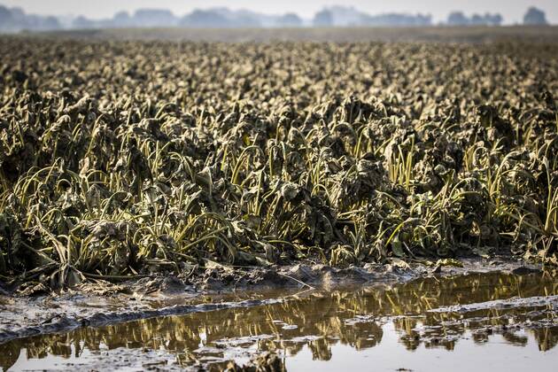 Flutkatastrophe, Niederlande, Zerstörte Ernte in Lottum bei Limburg LOTTUM - Drowned sugar beet on a flooded field in Limburg. Due to the floods and heavy rainfall, several crops of farmers have failed. ANP VINCENT JANNINK Copyright: xHollandsexHoogtex xxANPx x434202814x