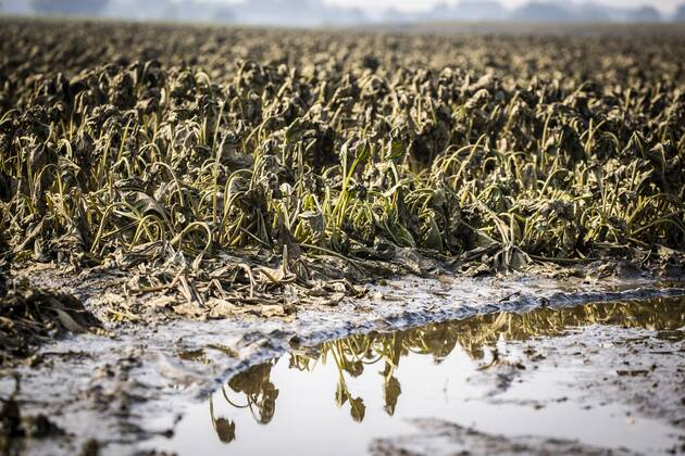 Flutkatastrophe, Niederlande, Zerstörte Ernte in Lottum bei Limburg Drowned sugar beet on a flooded field in A farmer looks at his failed sugar beet harvest on a flooded field in Lottum in southern Netherlands, Thursday July 22. Due to the floods and heavy rainfall, several crops have drowned. ANP VINCENT JANNINK Copyright: xHollandsexHoogtex xxANPx x434202818x