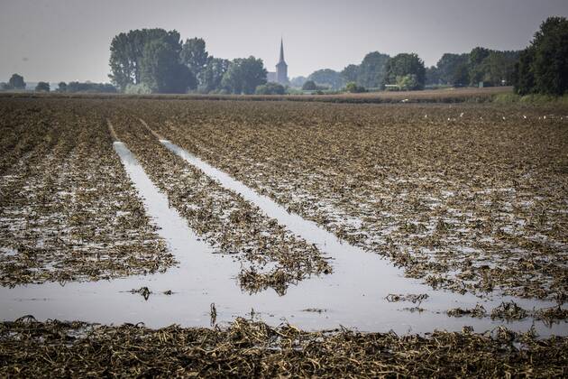 Flutkatastrophe, Niederlande, Zerstörte Ernte in Lottum bei Limburg LOTTUM - Drowned potatoes on a flooded field in Limburg. Due to the floods and heavy rainfall, several crops of farmers have failed. ANP VINCENT JANNINK Copyright: xHollandsexHoogtex xxANPx x434202823x