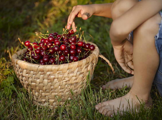 Boy sitting near basket of cherries on grass in backyard model released Symbolfoto property released ZEDF04248