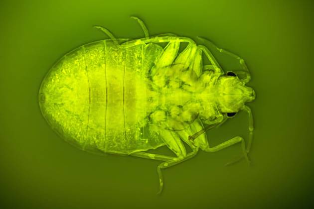 Gemeine Bettwanze, Bettwanze, Bett-Wanze, Hauswanze, Haus-Wanze (Cimex lectularius), mit stechend-saugenden Mundwerkzeugen, Dunkelfeld- und fluoreszenzlichtmikroskopische Aufnahme Bedbug, Common bedbug, Wall-louse (Cimex lectularius), with piercing-sucking mouth parts, dark field and phase-contrast MRI image BLWS646777