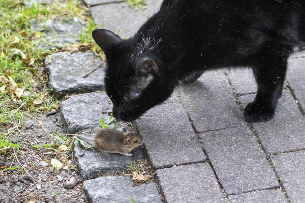 Hauskatze, Haus-Katze (Felis silvestris f. catus), spielt mit Feldmaus, Deutschland domestic cat, house cat (Felis silvestris f. catus), playing with a mouse, Germany BLWS648555