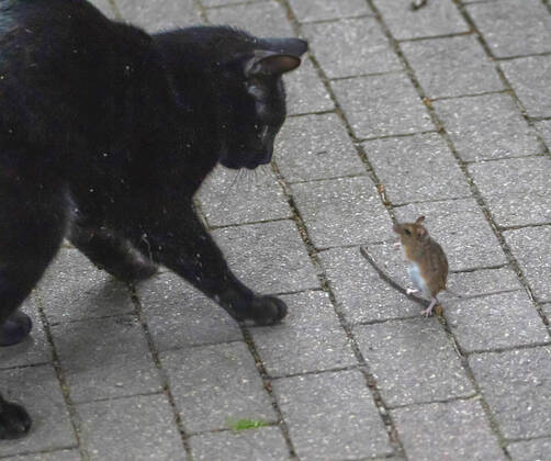 Hauskatze, Haus-Katze (Felis silvestris f. catus), spielt mit Feldmaus, Deutschland domestic cat, house cat (Felis silvestris f. catus), playing with a mouse, Germany BLWS648556